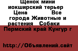 Щенок мини иокширский терьер › Цена ­ 10 000 - Все города Животные и растения » Собаки   . Пермский край,Кунгур г.